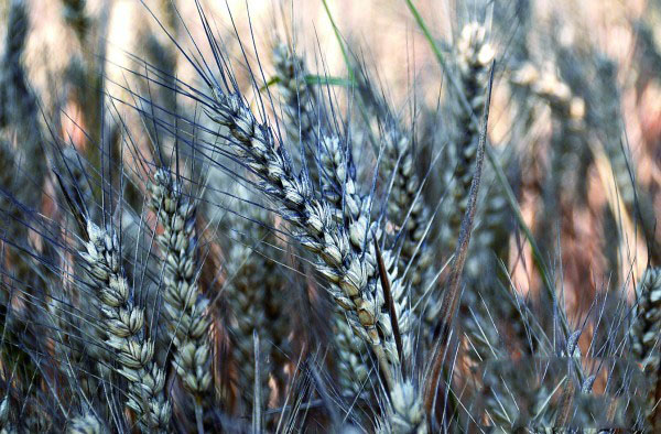 特斯拉：中國“黑雨”催生“綠色環(huán)保”車復(fù)興