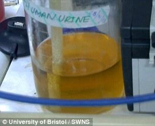 英發(fā)明“尿液電池” 半升尿液可為智能機充電3小時 英發(fā)明“尿液電池” 半升尿液可為智能機充電3小時