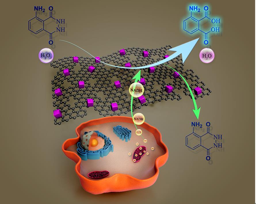 多孔石墨烯/氧化亞銅復(fù)合材料用于NADH的檢測