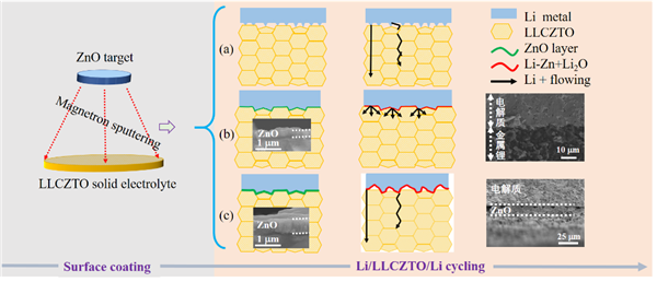 圖1. 通過磁控濺射在固態(tài)電解質(zhì)表層濺射不同厚度的ZnO鍍層對界面穩(wěn)定性及鋰離子傳輸過程影響示意圖。（a）無過渡層；（b）少量ZnO；（c）大量ZnO。