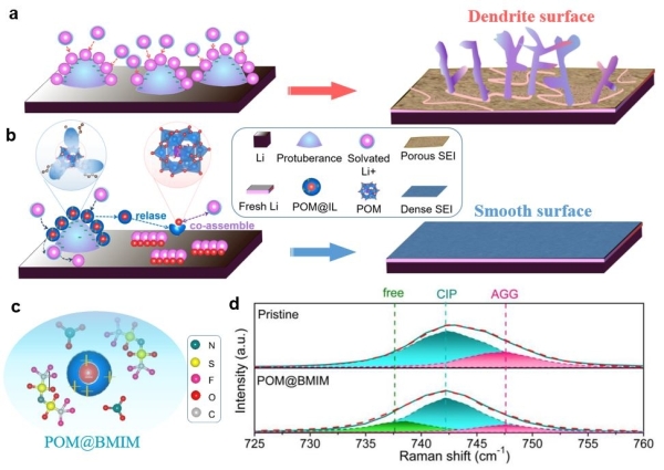 上海硅酸鹽所鋰金屬電池雙功能電解液設計研究獲進展 上海硅酸鹽所鋰金屬電池雙功能電解液設計研究獲進展