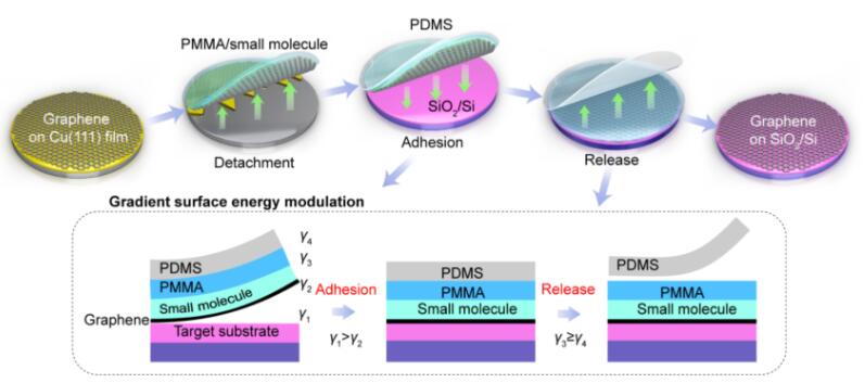 晶圓級石墨烯等二維材料的梯度表面能調控轉移方法 晶圓級石墨烯等二維材料的梯度表面能調控轉移方法